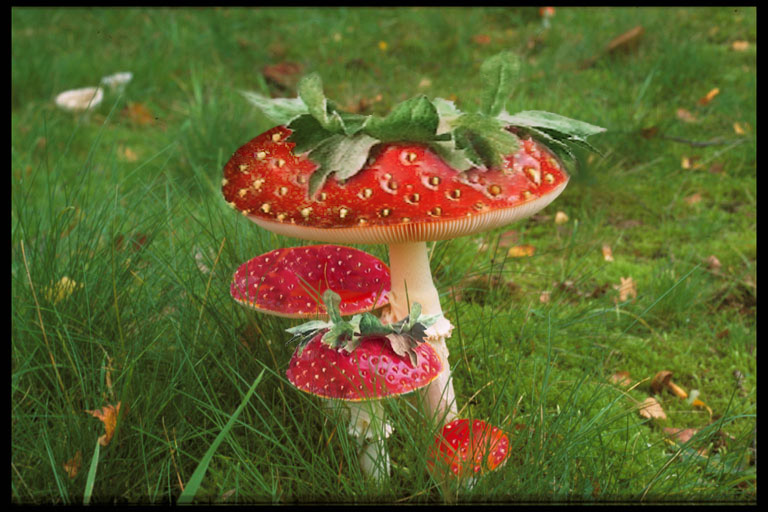 Design Photoshop par MsBrill pour DesignCrowd (Community Contests) | Design #9120588