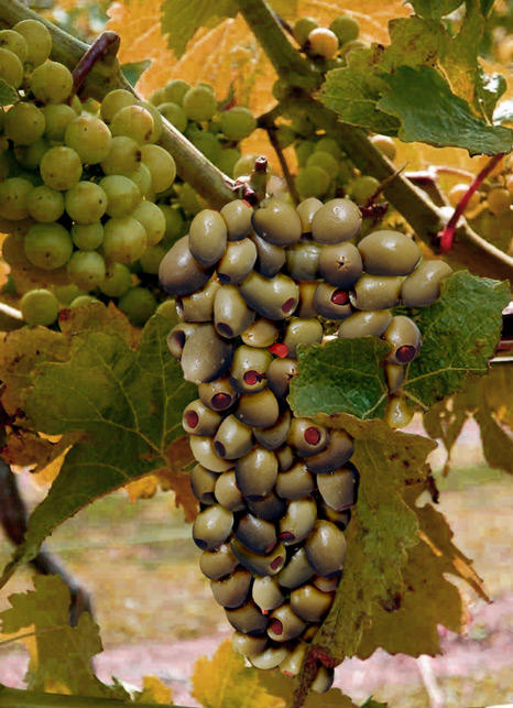 Photoshop-Design von lebbTN für DesignCrowd (Community Contests) | Design #9120519