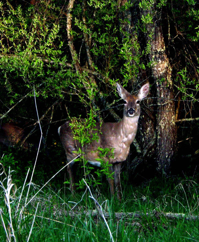 Fotografie von Angeldog1 für DesignCrowd (Community Contests) | Design #9102056