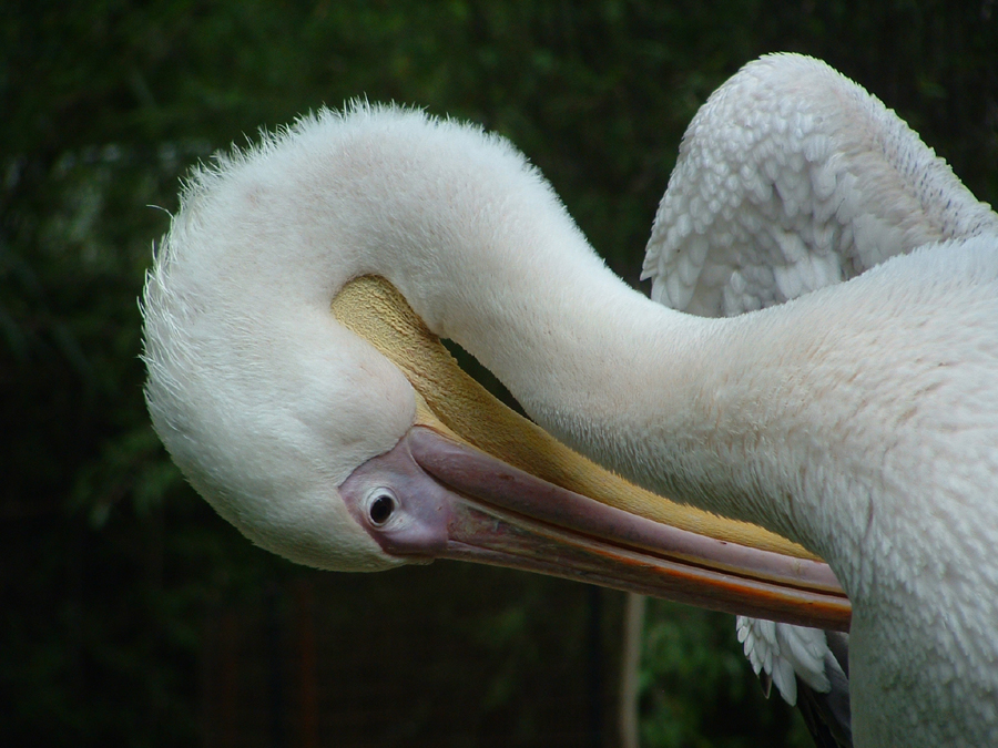 Photography by pepty for DesignCrowd (Community Contests) | Design #9102054