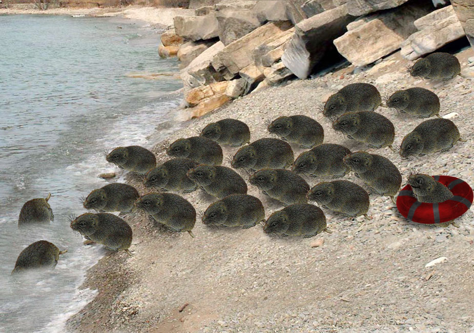 Photoshop Design by godzillatemple for DesignCrowd (Community Contests) | Design #9114334