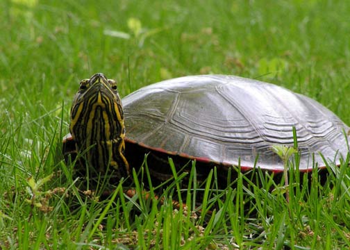 Photography by yiddle for DesignCrowd (Community Contests) | Design #9102030