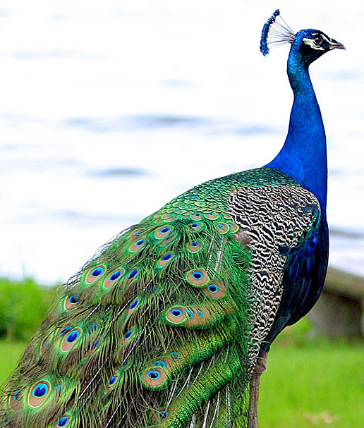 Photography by greyghost for DesignCrowd (Community Contests) | Design #9102060