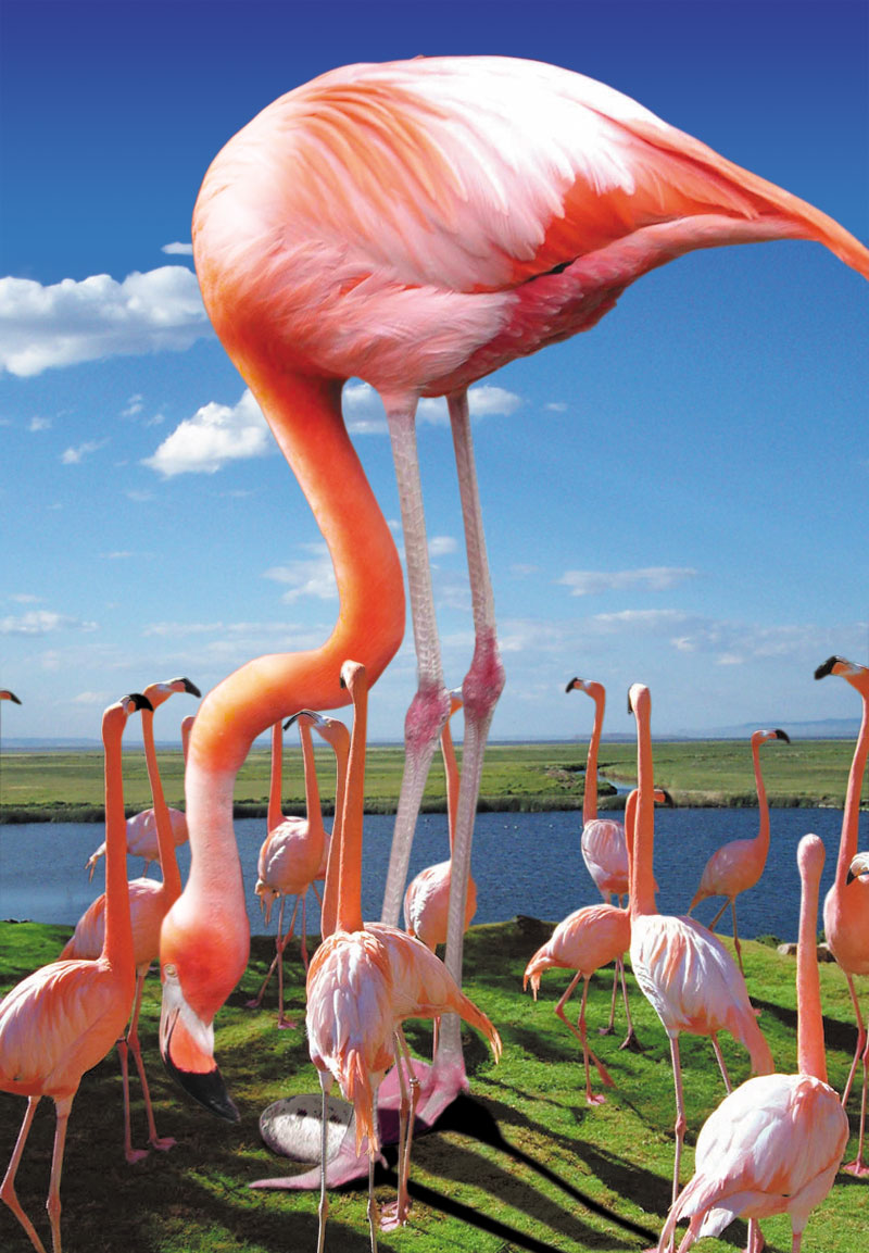 Photoshop-Design von Pelican für DesignCrowd (Community Contests) | Design #9122122