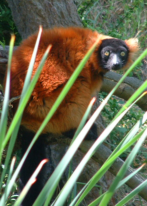 Fotografie von cameon für DesignCrowd (Community Contests) | Design #9102174