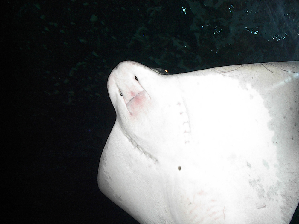 Photography by SubieDriver for DesignCrowd (Community Contests) | Design #9102162