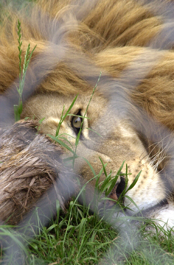 Photography by paparouna for DesignCrowd (Community Contests) | Design #9102192