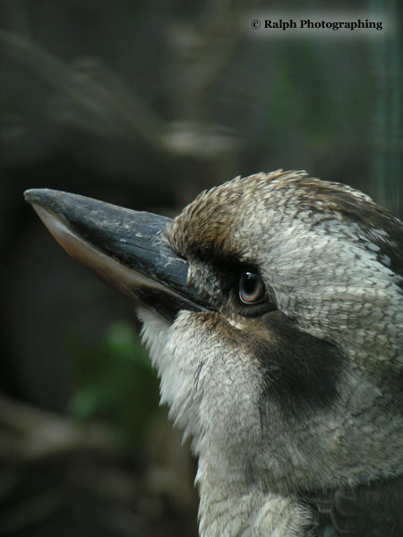 Fotografie von rlover für DesignCrowd (Community Contests) | Design #9102207