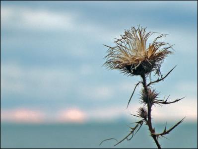 Photography by OneHappyFemale