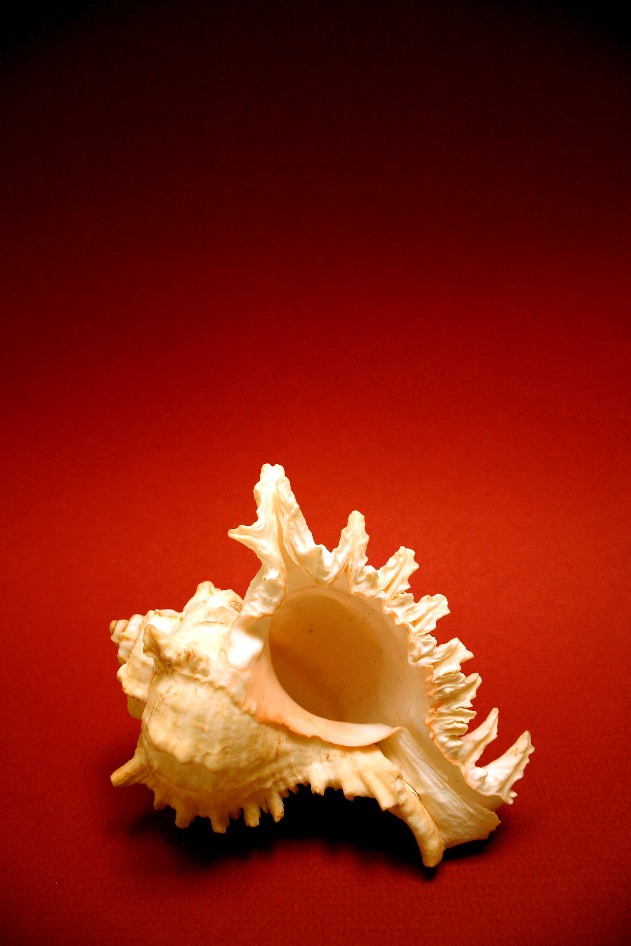 Fotografía por tomgirl80 para DesignCrowd (Community Contests) | Diseño #9117383