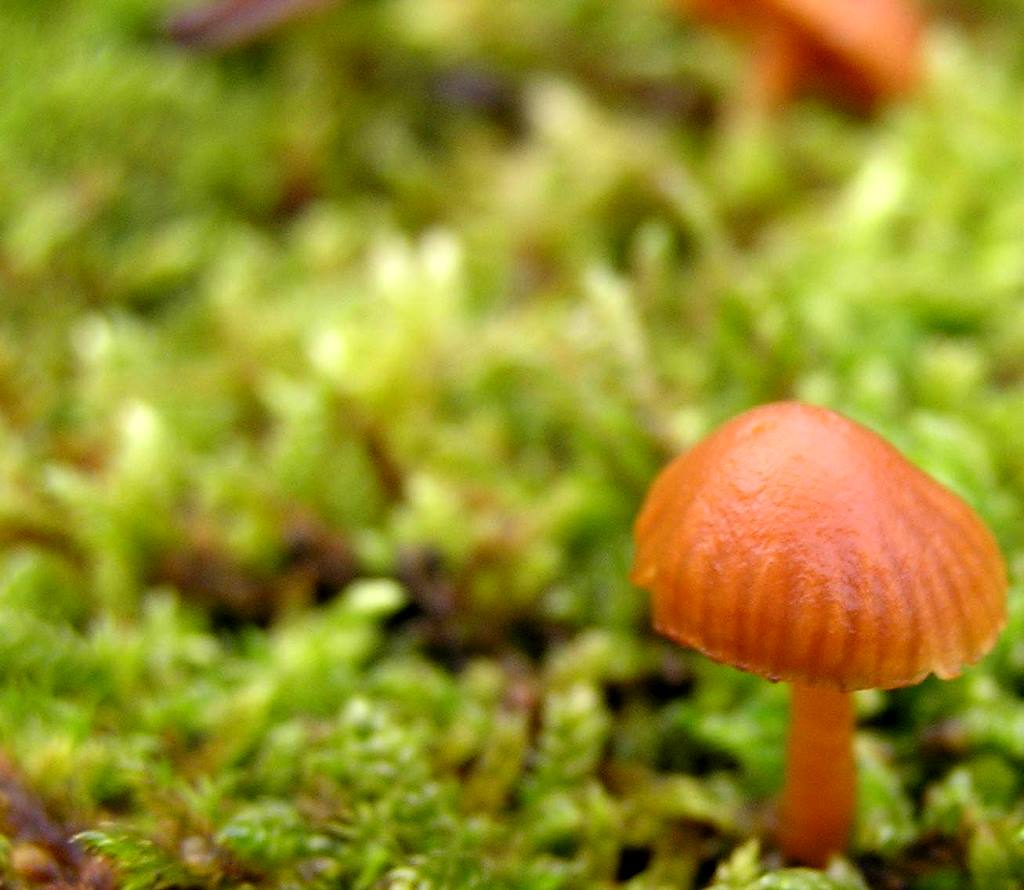 Photography by TyChO for DesignCrowd (Community Contests) | Design #9095070