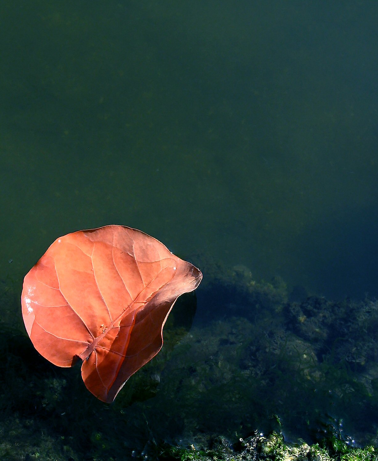 Photography by koalachimbo for DesignCrowd (Community Contests) | Design #9095088