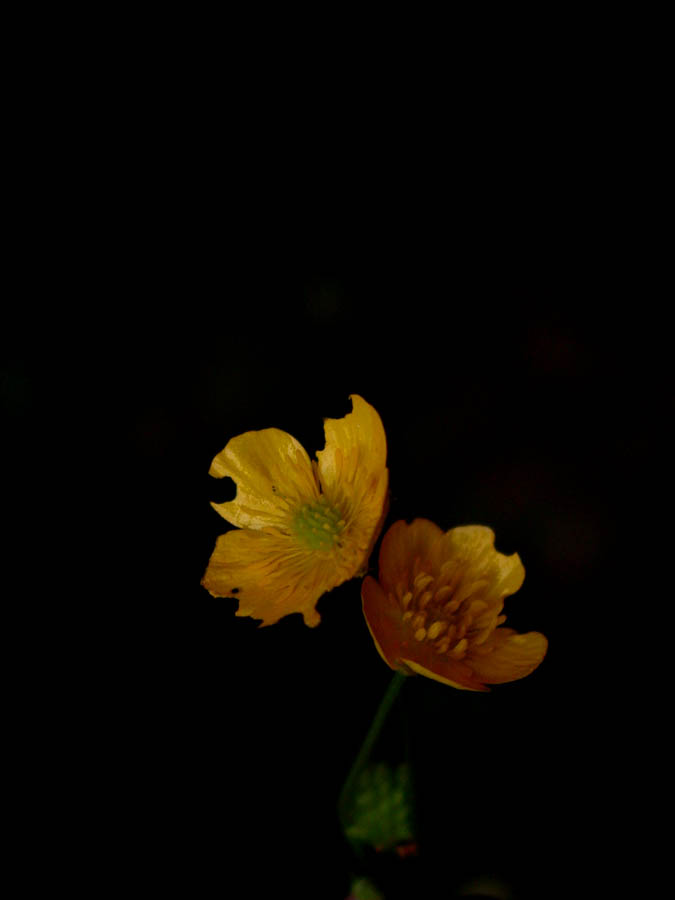 Photography by Angeldog1 for DesignCrowd (Community Contests) | Design #9117421