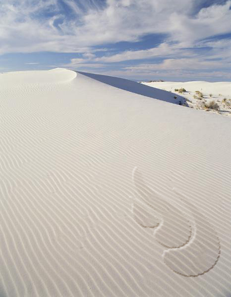 Photoshop Design by srinoo for DesignCrowd (Community Contests) | Design #9094499