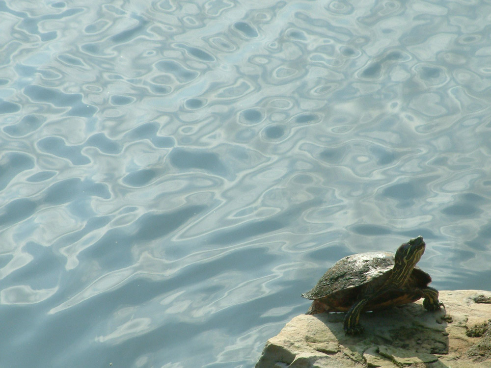 Photographie par Haland pour DesignCrowd (Community Contests) | Design #9117474