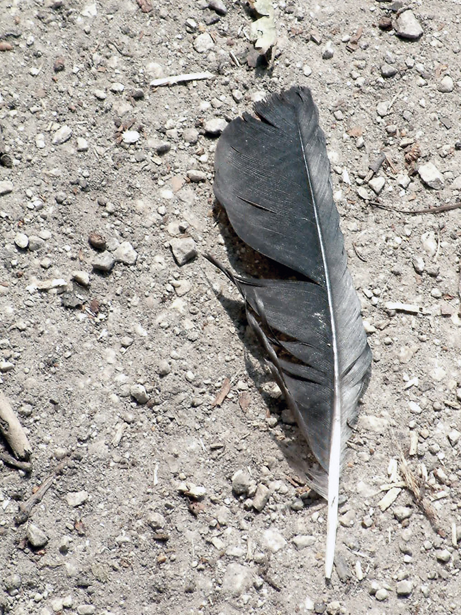 Photographie par vintagedept pour DesignCrowd (Community Contests) | Design #9117476