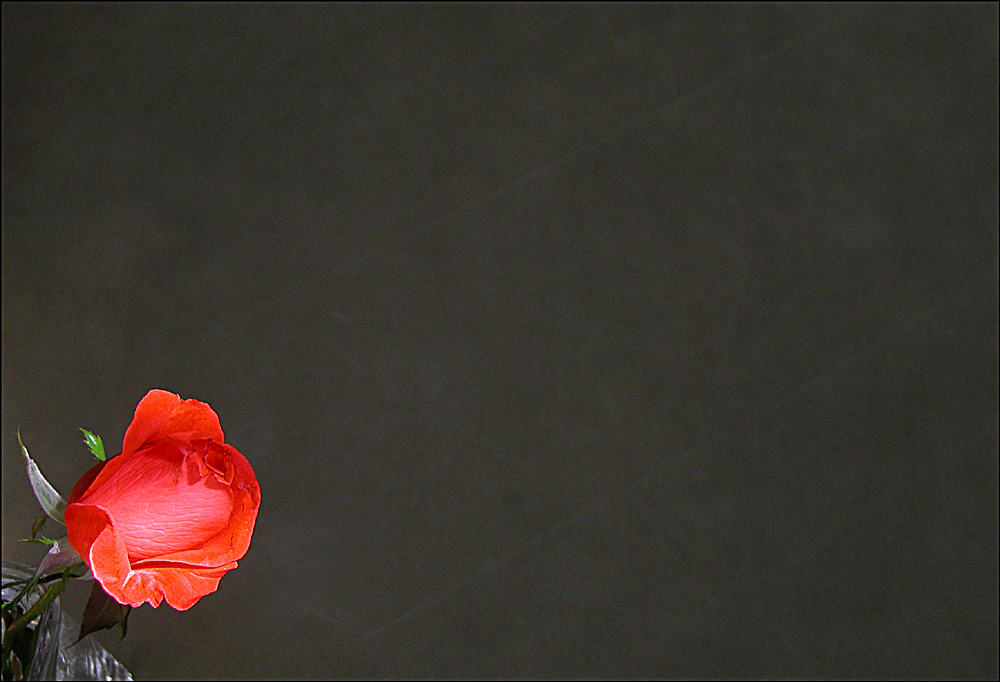 Fotografie von lilmart für DesignCrowd (Community Contests) | Design #9117496