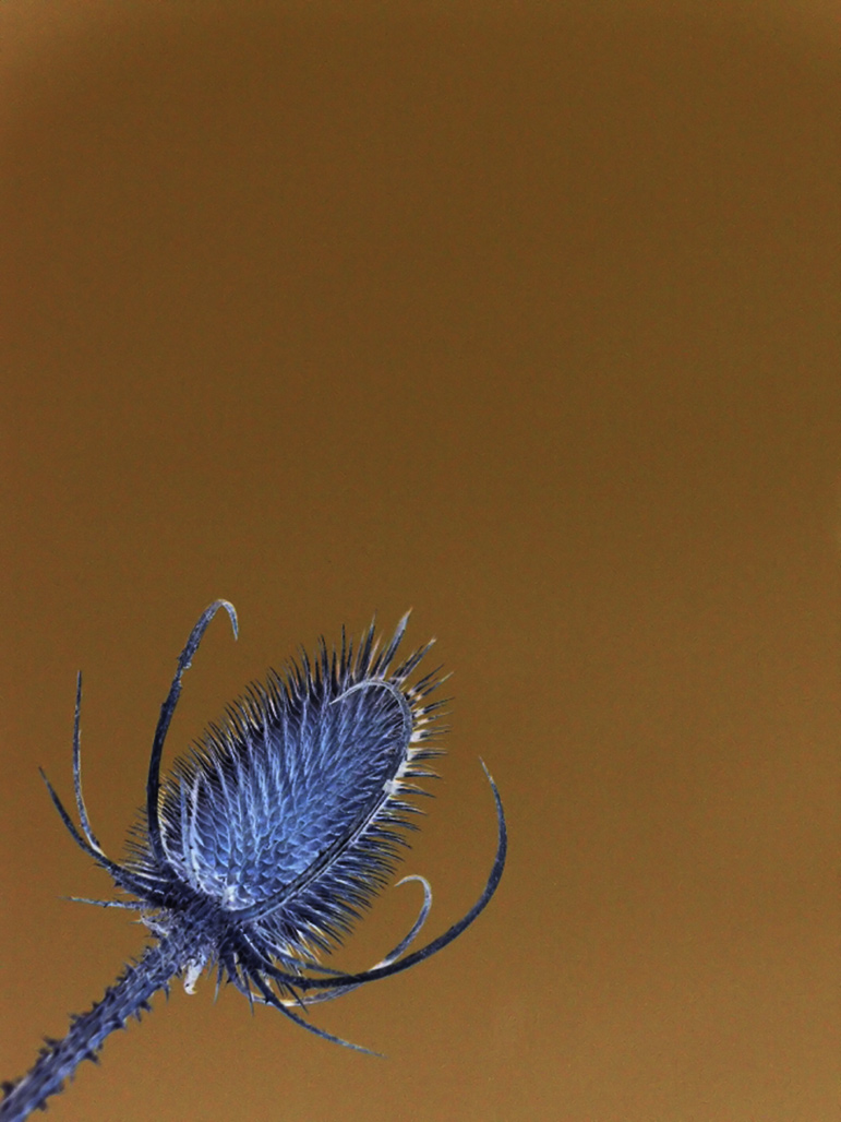 Photography by xakpeet for DesignCrowd (Community Contests) | Design #9117566