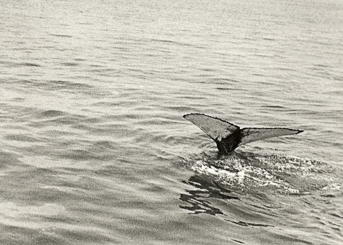 Photographie par c2h3o2 pour DesignCrowd (Community Contests) | Design #9117563