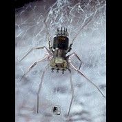 Photoshop Design by Midaga