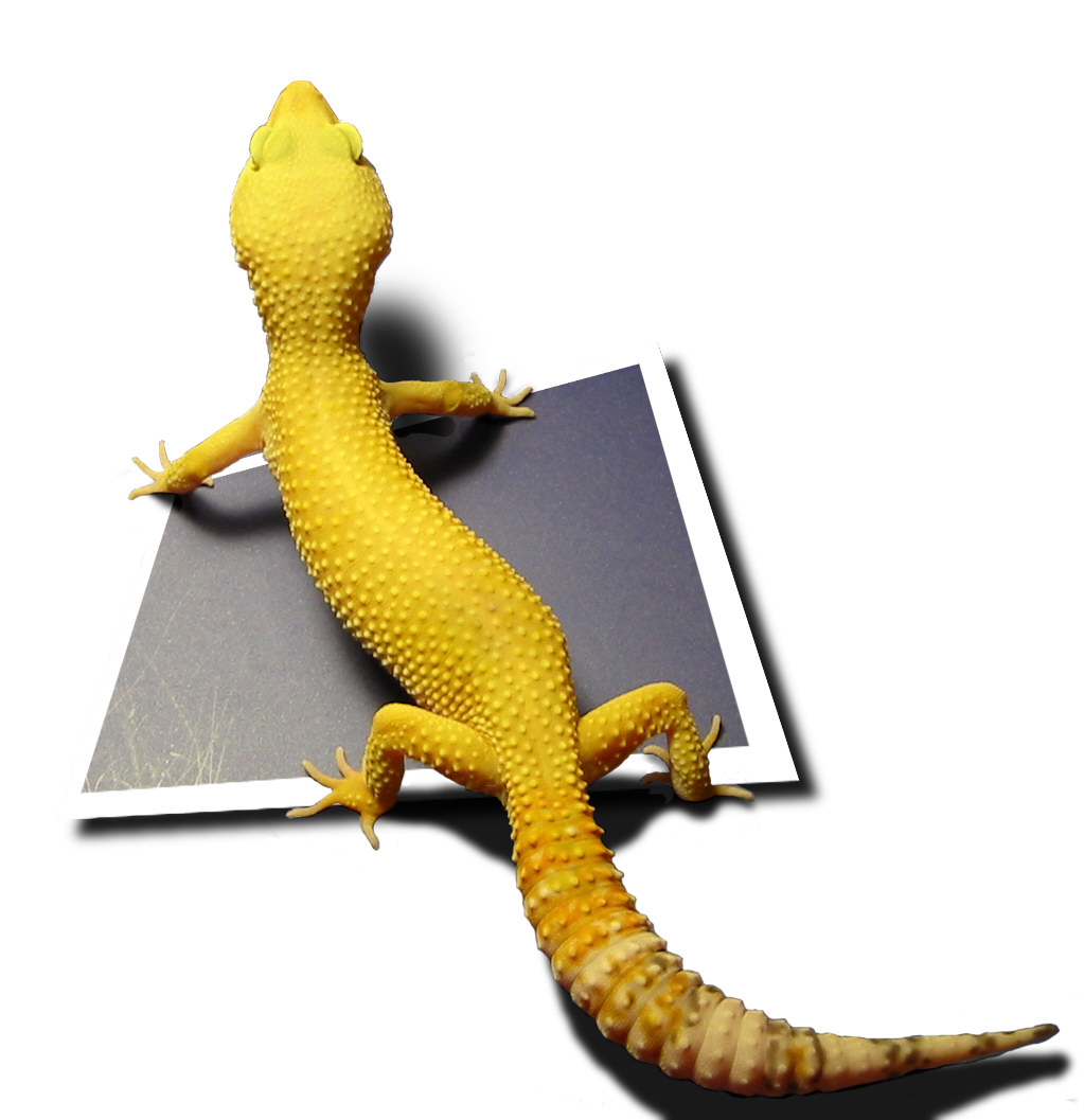 Photoshop Design by robvandebergh for DesignCrowd (Community Contests) | Design #9118466