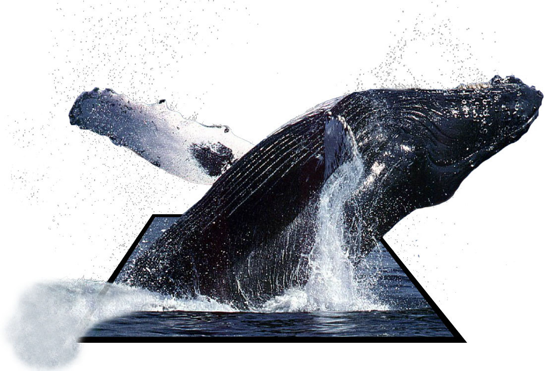 Photoshop-Design von godzillatemple für DesignCrowd (Community Contests) | Design #9118481