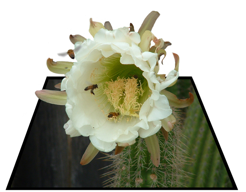 Photoshop Design by Shane69 for DesignCrowd (Community Contests) | Design #9118566