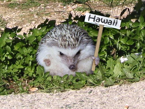 Photoshop Design by Nicky666 for DesignCrowd (Community Contests) | Design #9093929