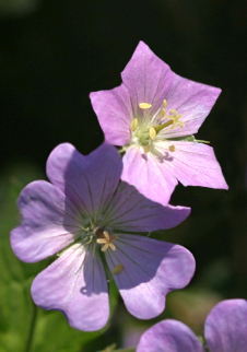 Photoshop Design by bobike for DesignCrowd (Community Contests) | Design #9091013