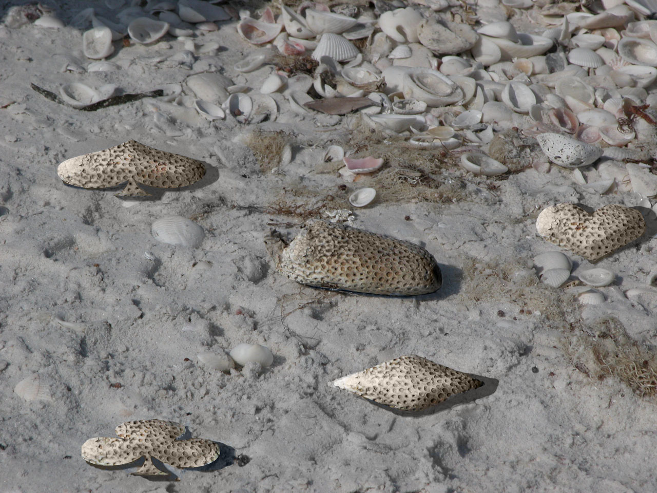 Diseño de Photoshop por Jawizza para DesignCrowd (Community Contests) | Diseño #9091041