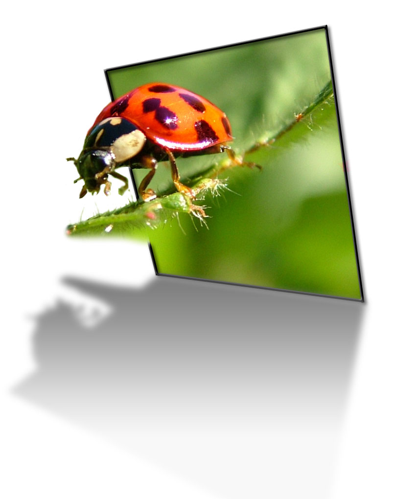 Photoshop Design by DevramKorda for DesignCrowd (Community Contests) | Design #9118741