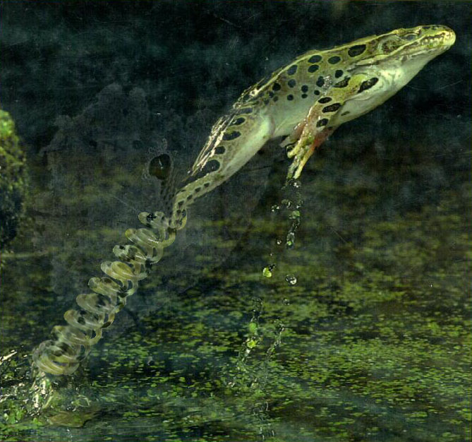 Photoshop-Design von WangTang für DesignCrowd (Community Contests) | Design #9100534