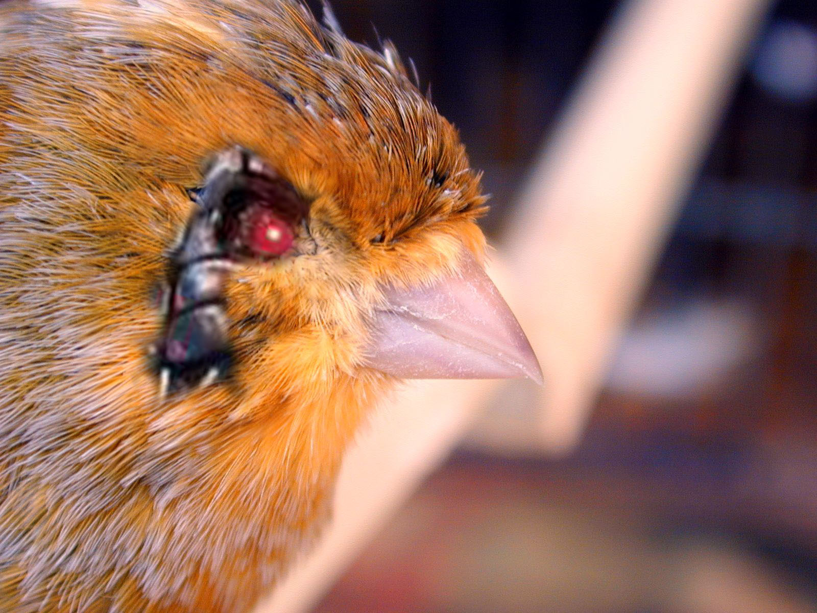 Diseño de Photoshop por Nailbunny para DesignCrowd (Community Contests) | Diseño #9100697