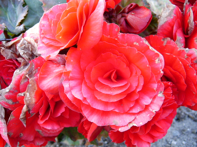 Photography by voxlibera for DesignCrowd (Community Contests) | Design #9116875