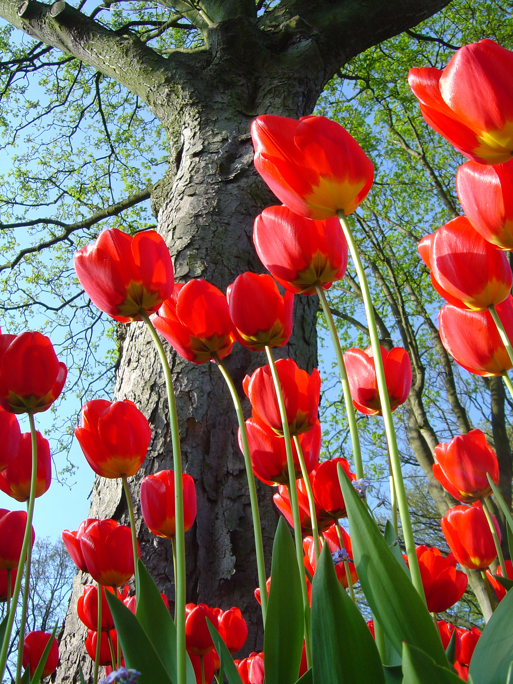 Photographie par treebloke pour DesignCrowd (Community Contests) | Design #9116927