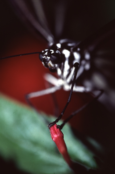 Fotografía por Reggie para DesignCrowd (Community Contests) | Diseño #9117056