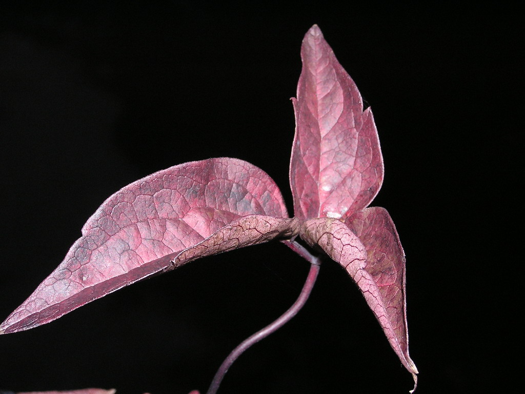 Fotografie von angellivia für DesignCrowd (Community Contests) | Design #9116998