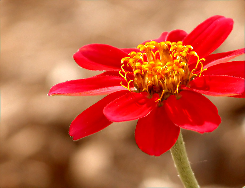 Fotografie von lilmart für DesignCrowd (Community Contests) | Design #9117007