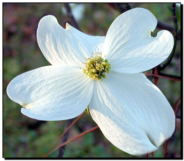 Photoshop Design by luckychingi for DesignCrowd (Community Contests) | Design #9116865