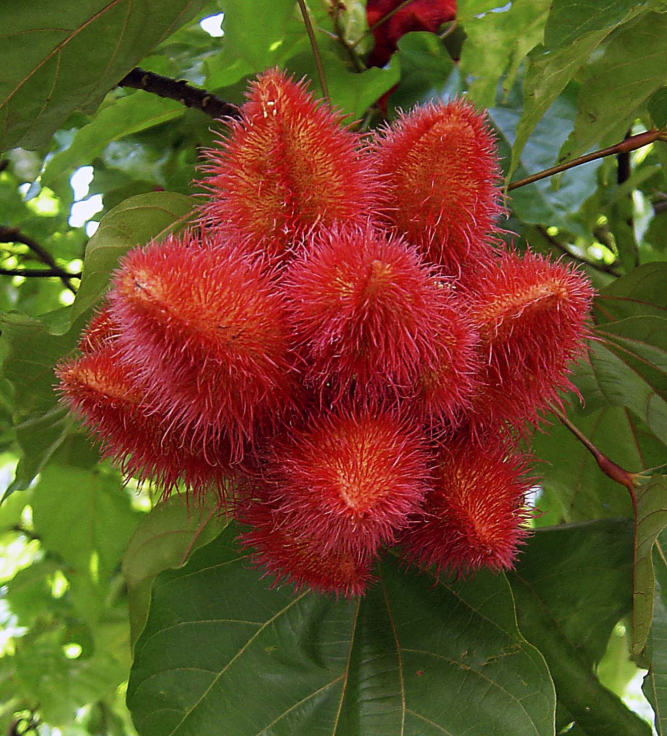 Photography by Indopser for DesignCrowd (Community Contests) | Design #9117253