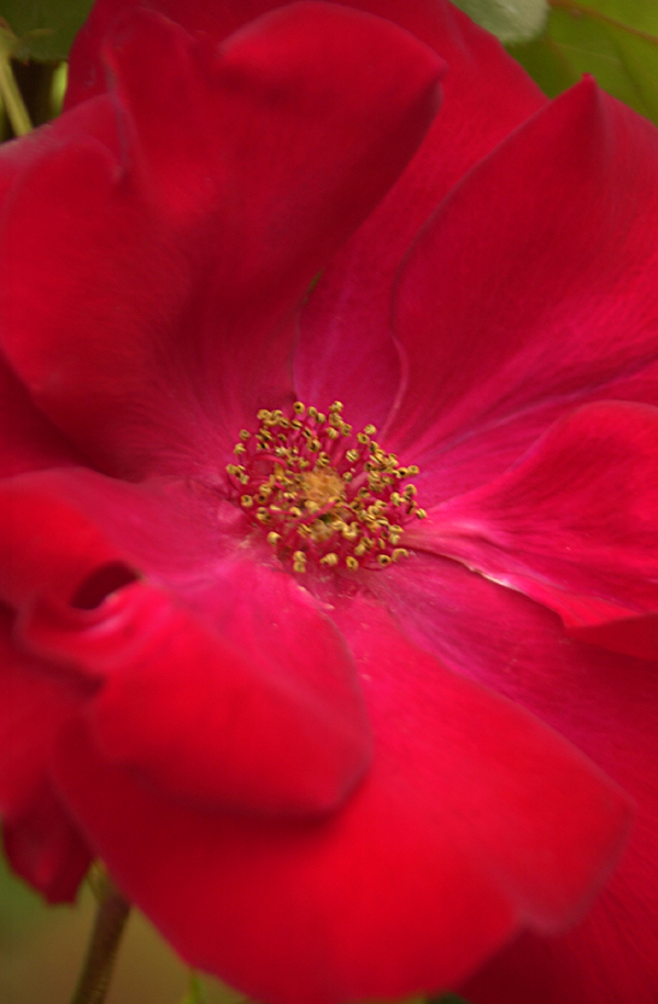 Photography by paparouna for DesignCrowd (Community Contests) | Design #9117275