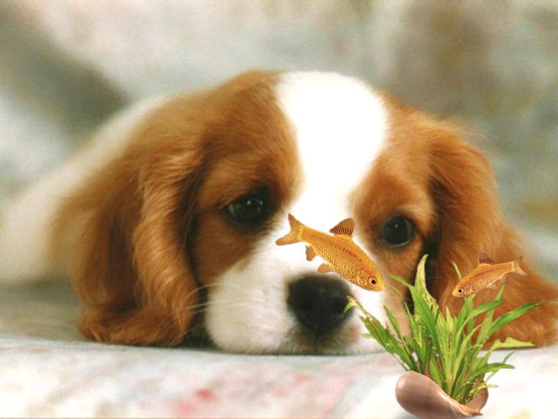 Design Photoshop par MsBrill pour DesignCrowd (Community Contests) | Design #9120365