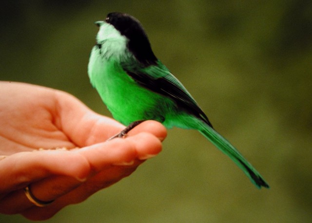 Design Photoshop par HotGod pour DesignCrowd (Community Contests) | Design #9119998