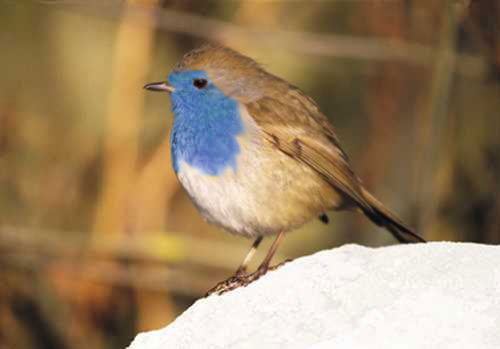 Diseño de Photoshop por coyleybhoy para DesignCrowd (Community Contests) | Diseño #9119969