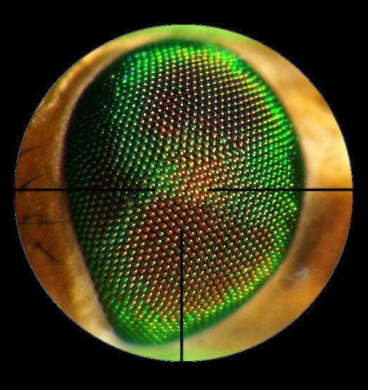 Diseño de Photoshop por cyangaga para DesignCrowd (Community Contests) | Diseño #9117895