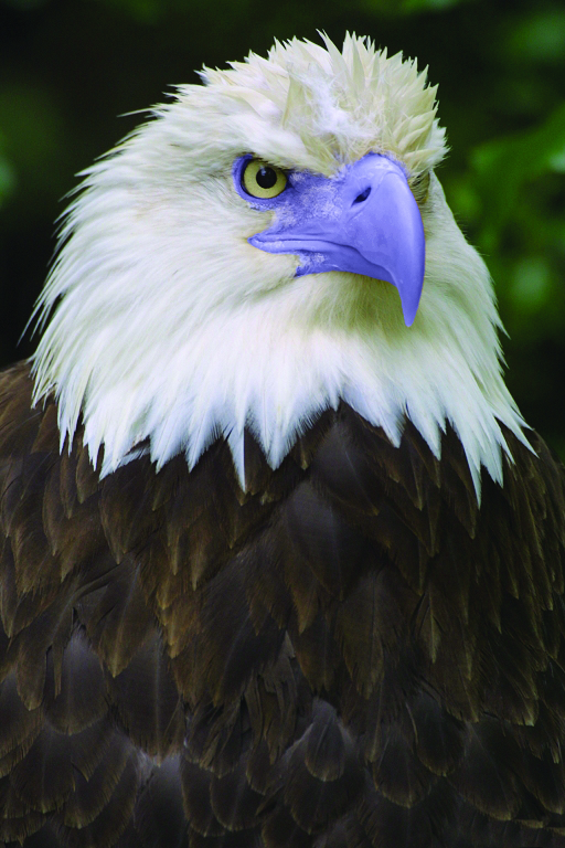 Photoshop-Design von dellville für DesignCrowd (Community Contests) | Design #9120109