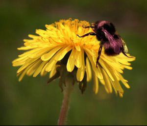 Diseño de Photoshop por FallingFaster11 para DesignCrowd (Community Contests) | Diseño #9120345