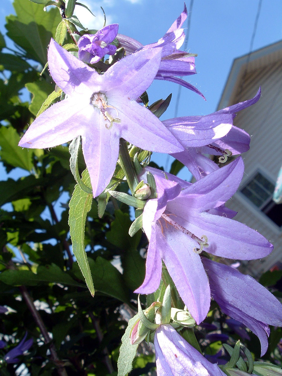 Photography by RickF413 for DesignCrowd (Community Contests) | Design #9117670