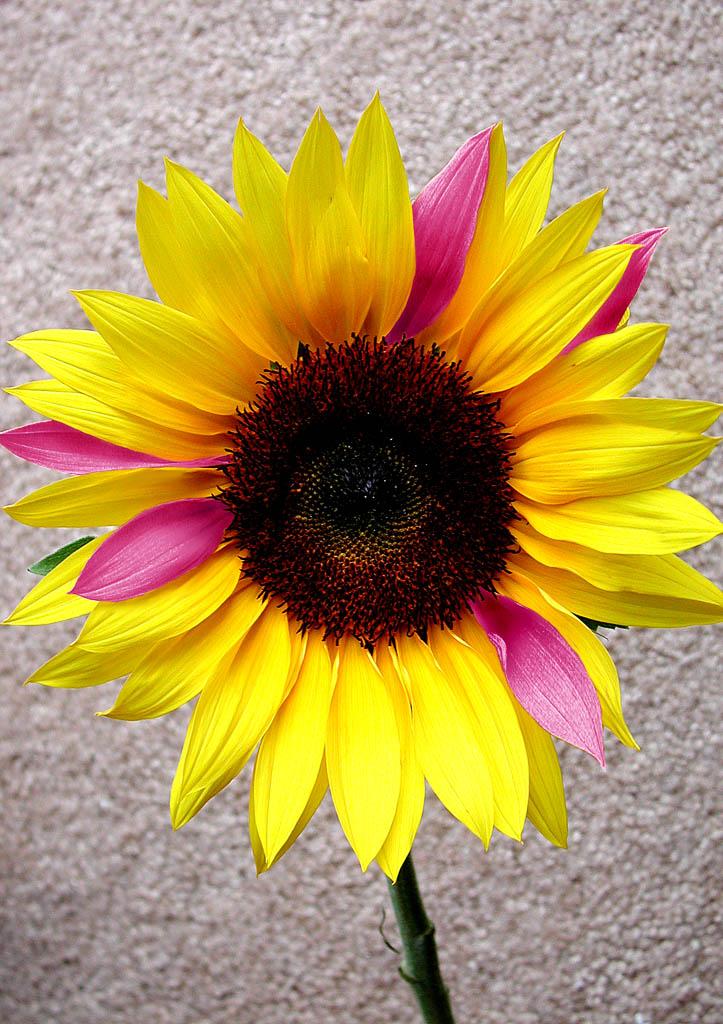 Design Photoshop par m000ch pour DesignCrowd (Community Contests) | Design #9120276