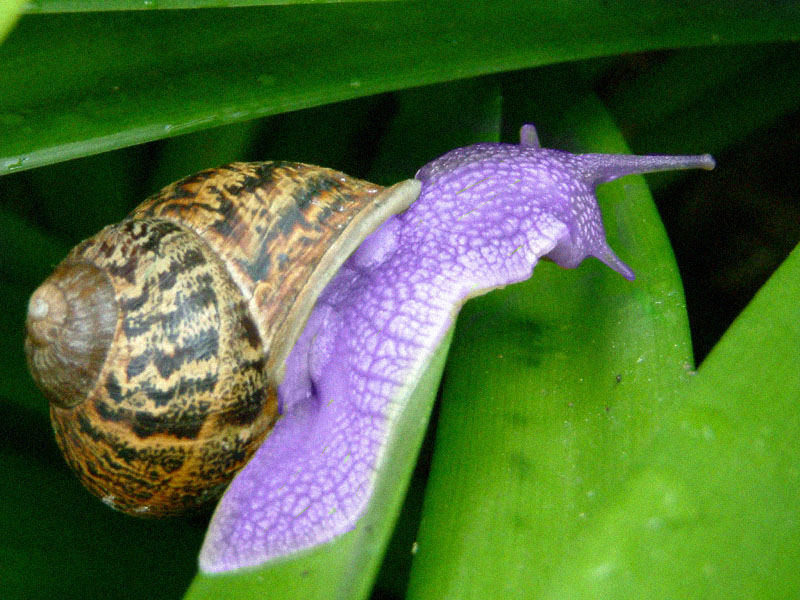 Diseño de Photoshop por odeliana para DesignCrowd (Community Contests) | Diseño #9120347